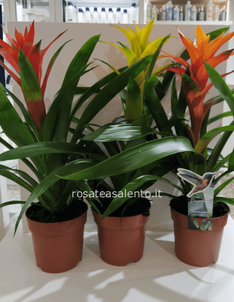 Pianta guzmania