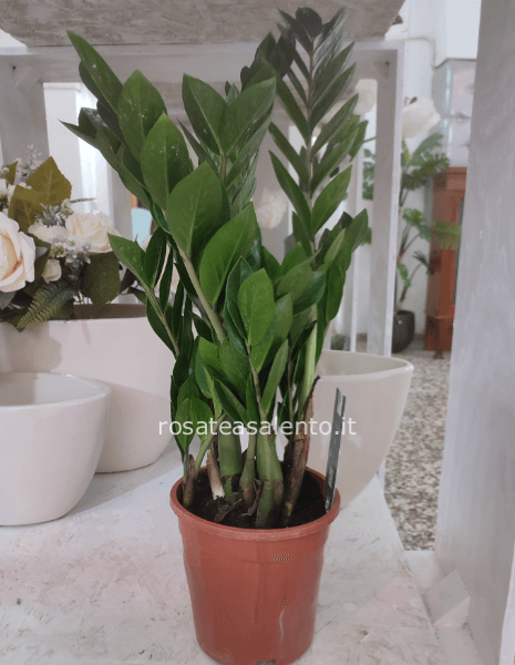 Zamioculcas